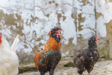 closeup of a beautiful rooster with colorful feathers next to a hen