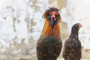 closeup of a beautiful rooster with colorful feathers next to a hen