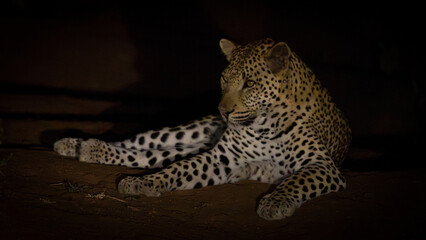 a Male leopard at night