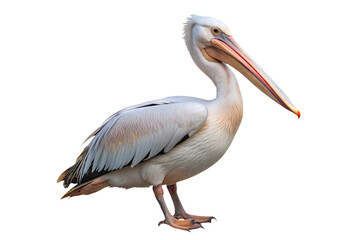 pelican isolated on a transparent background