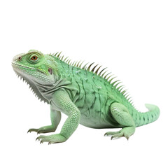 Green iguana on white or transparent background