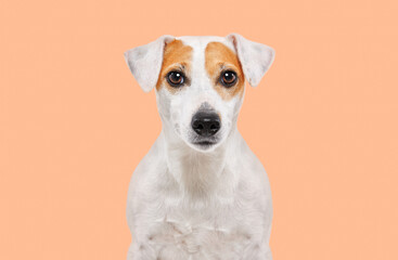 Portrait of a cute Parson Russell Terrier dog on an orange background