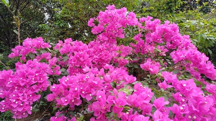 Obraz premium Close up pink bougainvillea flowers, Bougainvillea glabra flower. Closeup view of beautiful colorful blooming with cute flowers bush growing outdoors.