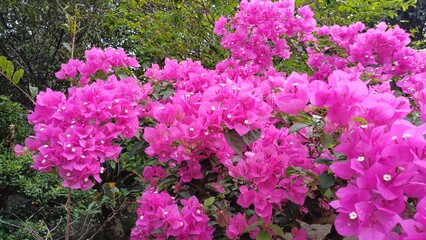 Close up pink bougainvillea flowers, Bougainvillea glabra flower. Closeup view of beautiful...