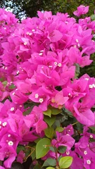Keuken spatwand met foto Close up of pink bougainvillea flowers. Beautiful colorful blooming flowers with cute bush growing in the garden. © Nature-Andy