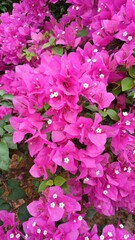 Close up of pink bougainvillea flowers. Beautiful colorful blooming flowers with cute bush growing in the garden.