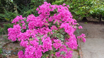 Close up of pink bougainvillea flowers. Beautiful colorful blooming flowers with cute bush growing...