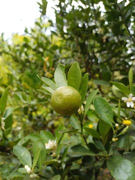 Close-up of calamansi or lemonsito or calamondin on the tree in Mekong Delta Vietnam. Small lemons popular in Popular in South East Asia.