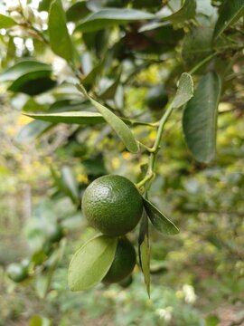 Close-up of calamansi or lemonsito or calamondin on the tree in Mekong Delta Vietnam. Small lemons popular in Popular in South East Asia.