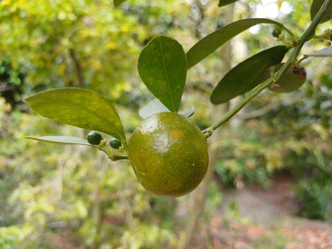 Close-up of calamansi or lemonsito or calamondin on the tree in Mekong Delta Vietnam. Small lemons popular in Popular in South East Asia.