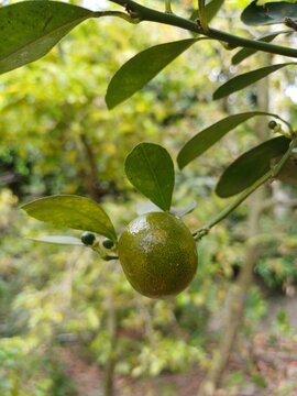 Close-up of calamansi or lemonsito or calamondin on the tree in Mekong Delta Vietnam. Small lemons popular in Popular in South East Asia.