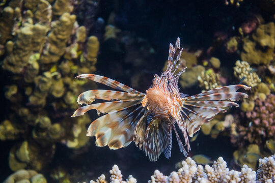 wonderful devil firefish looking into the camera during freediving at the coral reef