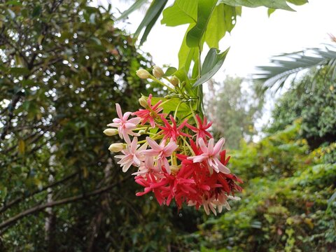 Beautiful combretum indicum flower blooming in garden in Mekong Delat Vietnam.