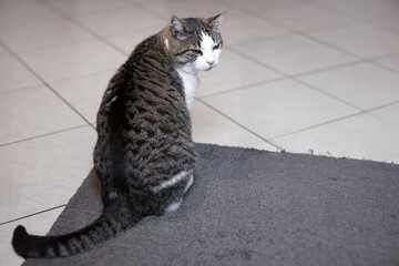 Tabby cat sitting on a gray mat looking away thoughtfully. National cat day. National pet day.