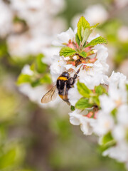 Bumblebee insect on white blooming cherry blossom. Bumblebee insect. The family of bees. Blossoming of whiskey. White flower. The Cherry Orchard. Pollination of trees.