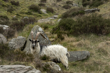A mountain goat, on the slopes of Snowdonia, north Wales. The goat has large, curved horns and is...