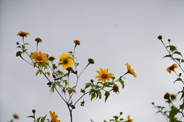 Wild Sunflowers in Da Lat city, Vietnam