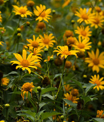 Wild Sunflowers in Da Lat city, Vietnam