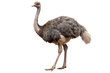 ostrich isolated on a transparent background