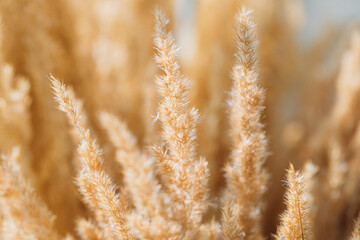 Fototapeta premium Field nature background. Field. Background. 