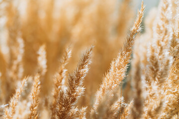 Fototapeta premium golden wheat field