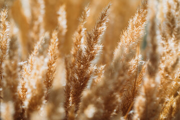 Fototapeta premium golden wheat field