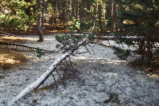 Detail of a fallen tree with snow on top in a snowy forest surrounded by green vegetation
