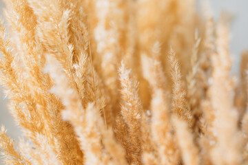 nature field. Plant. Field. 