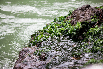 View of the seaweed-covered rock against seawater