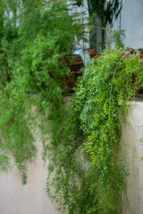 Foxtail asparagus fern plants in pots on windowsill at home gardening. Ornamental Asparagus...