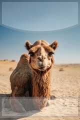 Portrait of a camel, close-up. Camel on the background of sand dunes of the desert. Banner. Copy space. Created with the help of artificial intelligence.