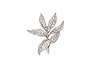 Bay leaf plant, sketch vector illustration isolated