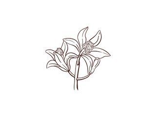Vanilla flower isolated on white background
