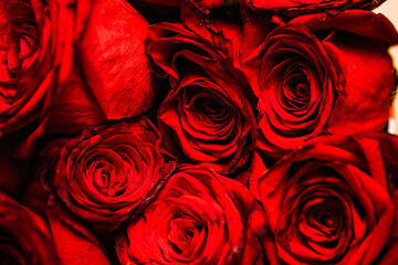 Naklejka premium red roses background