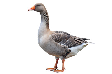 goose isolated on a transparent background