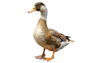 duck isolated on a transparent background