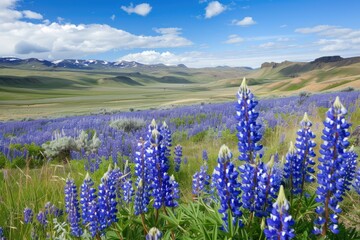 Fields of blue flowers in full bloom, showcasing the beauty and diversity of the botanical landscapes.