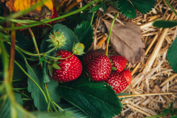 Strawberry bushes with large ripe berries lie on the ground in straw close-up