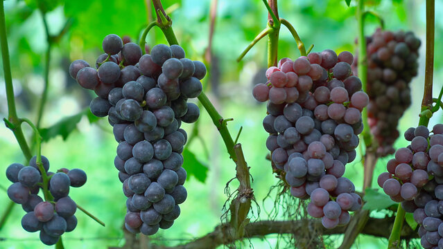 Bunch of ripe red grapes closeup. ros&eacute; grapes ripe and ready for harvesting. Grape Clusters on the Vine Cultivated on Farm. Vitis vinifera. Wine grape or Vitis vinifera