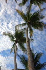 Fototapeta premium Cloudy Sky Landscape and Palmtrees Vertical 