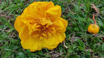 Obraz premium Flowers 