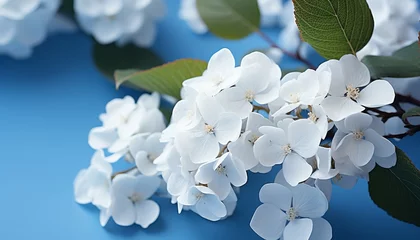 Rolgordijnen White floral beauty  blooming hydrangea blossoms in summer on vibrant background © Viktoria