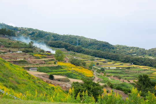 豊島美術館の近くにある棚田の秋風景