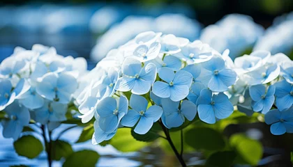 Badkamer foto achterwand Summer hydrangea blooms  white flowers on colorful background bursting with floral beauty © Viktoria
