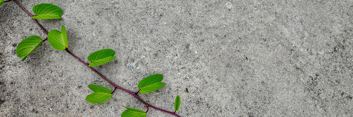 Green leaves on a vine creeping over a textured gray concrete background, ideal for environmental...