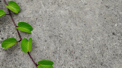 Green plant with heart-shaped leaves growing over concrete background with copy space for...