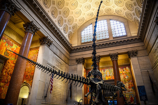 The Theodore Rooseveld Rotunda with its Iconic Barosaurus and Allosaurus Skeletons in the American Museum of Natural History - Manhattan, New York Cit