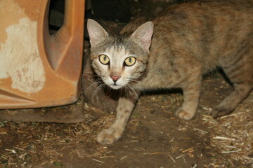 Whiskered Observer - A Playful Cat Posing for Attention