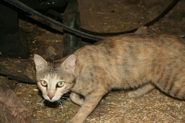 Whiskered Observer - A Playful Cat Posing for Attention