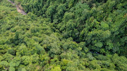 Aerial view of a dense tropical rainforest canopy, with a small hidden river, ideal for environmental themes and background use, Earth day concept